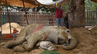 Doliu la grădina zoologică din Pakistan, acolo unde un elefant a murit la vârsta de 17 ani. Cântăreață Cher va participa la "înmormântare"