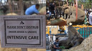 Doliu la grădina zoologică din Pakistan, acolo unde un elefant a murit la vârsta de 17 ani. Cântăreață Cher va participa la "înmormântare"