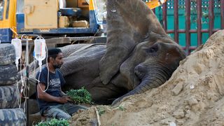 Doliu la grădina zoologică din Pakistan, acolo unde un elefant a murit la vârsta de 17 ani. Cântăreață Cher va participa la "înmormântare"