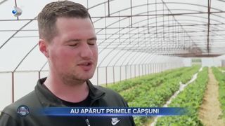 Au aparut primele capsuni