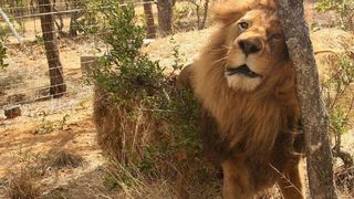 Faimoasa  dresoare Elena Țipa a fost ucisă  de leul pe care l-a salvat de la moarte