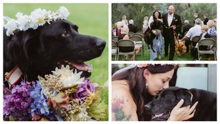 VIDEO - Acest cățeluș nu a putut să moară până când nu și-a văzut stăpâna mireasă: „Emoționant!”