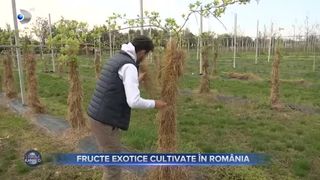 Kiwi, banane și curmale: fructe exotice care se cultivă în România