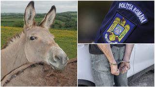 Un brașovean este acuzat de zoofilie, după ce a stat în spatele unei măgărițe. Cum ar fi fost surprinși cei doi, pe un câmp din comună