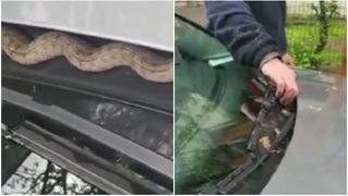 Un bărbat s-a trezit cu un șarpe pe parbriz, în Sectorul 6 al Capitalei