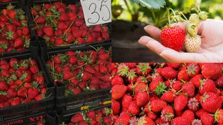 Cât costă căpșunile în 2023. Un kilogram de căpșuni românești costă mai mult decât un kilogram de carne de porc