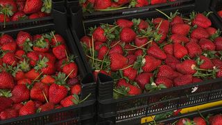 Cât costă căpșunile 2023. 