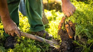 Sfaturi utile pentru alegerea foliei pentru mulcire și foliei anti&icirc;ngheț pentru grădina ta!