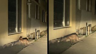 FOTO - O vulpe a fost surprinsă &icirc;n Cluj, printre blocuri, căut&acirc;nd m&acirc;ncare: &bdquo;&Icirc;nfometată și foarte amăr&acirc;tă&rdquo;