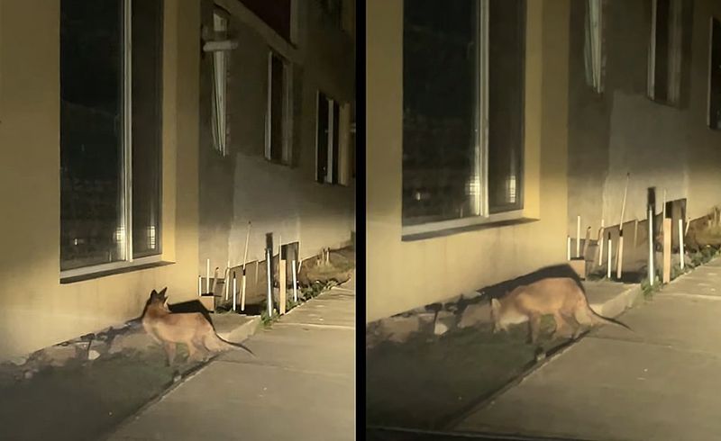 FOTO - O vulpe a fost surprinsă în Cluj, printre blocuri, căutând mâncare: „Înfometată și foarte amărâtă”