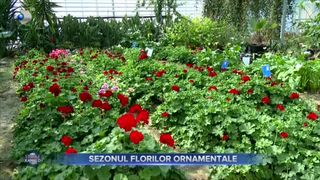 VIDEO- Trei plante ușor de îngrijit, potrivite pentru balcon și grădini