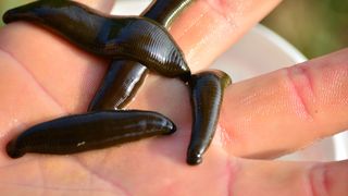 Singurul animal din lume care are 32 de creiere. Oamenilor le este frică de el