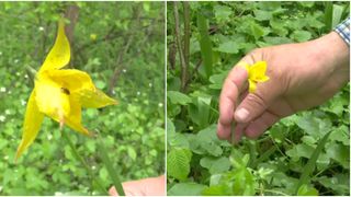 Laleaua Vlăsiei, prima lalea rom&acirc;nească pe cale să fie recunoscută &icirc;n toată lumea