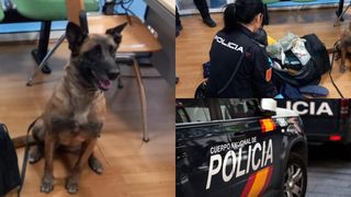 Descoperirea incredibilă a unui câine polițist! A găsit 429 de grame de marijuana într-un autobuz care venea în România