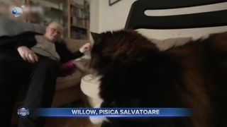 Willow, pisica salvatoare