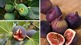 Rom&acirc;nii care plantează acest copac vor avea parte de o binecuv&acirc;ntare. Frunzele, fructele și lăstarii se pot consuma