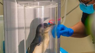 VIDEO: Primul pinguin care a făcut o scanare RMN