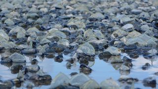 mici creaturi translucide cunoscute sub numele de Velella velella