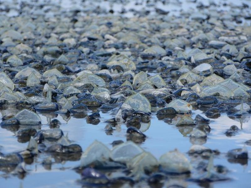 mici creaturi translucide cunoscute sub numele de Velella velella