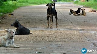Câinii de la Cernobîl, diferiți de ceilalți, conform descoperirilor oamenilor de știință