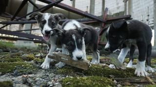 Zona din jurul centralei nucleare de la Cernob&icirc;l a fost abandonată de oameni după dezastrul nuclear din 1986, iar acum regiunea găzduiește mulți c&acirc;ini sălbatici.