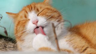 Un ciclist a fost concediat după ce a omorât o pisică. Felina aparţinea ministrului turismului