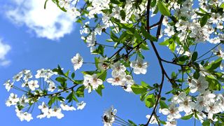 Cum este vremea de 1 Mai