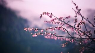 Cum este vremea de 1 Mai