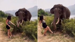 O femeie a fost lovită puternic de un elefant pe care l-a păcălit că îi oferă o banană