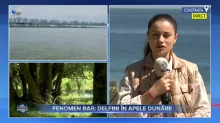 VIDEO- Delfini surprinși înotând pe brațul Sulina