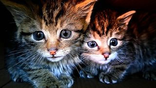 Doi pui de pisică, găsiți de niște turiști &icirc;n zona S&acirc;mbăta de Sus, s-au dovedit a fi de fapt sălbatici.