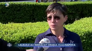 Cluj-Napoca a devenit orașul lalelelor