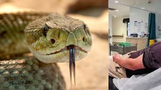 O copilă, de doi ani, a găsit un șarpe veninos în casă. Ce s-a întâmplat cu tatăl care a sărit să-și apere fetița