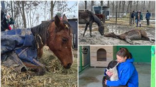 Animalele care ar fi fost lăsate să moară de foame în localitatea Nuci, Ilfov, se întorc la proprietar/ Hilde Tudora: ”Mă doare sufletul și resimt totul ca pe un eșec”