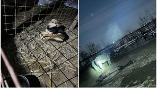 Instanța urmează să decidă dacă proprietarul animalelor a fost de vină.