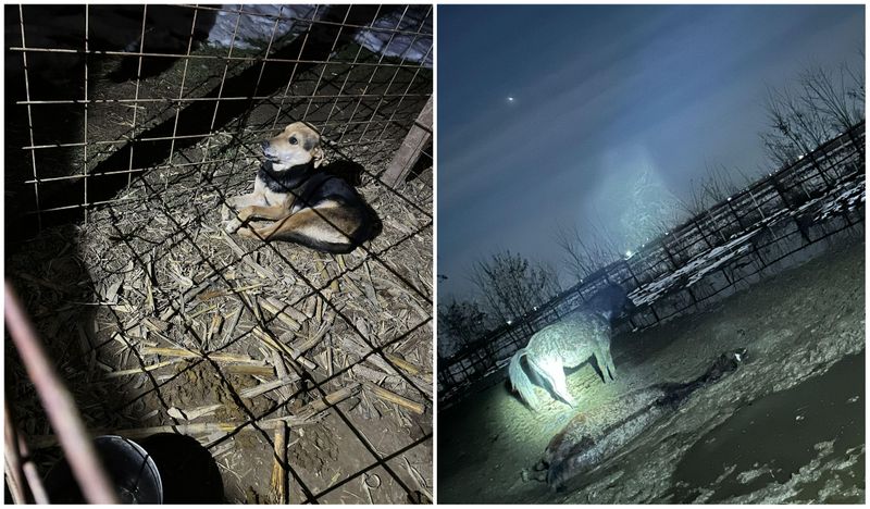 Instanța urmează să decidă dacă proprietarul animalelor a fost de vină.