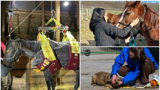 Animalele au fost supuse analizelor, tratate și hrănite corespunzător de către autorități și membrii ONG-urilor.
