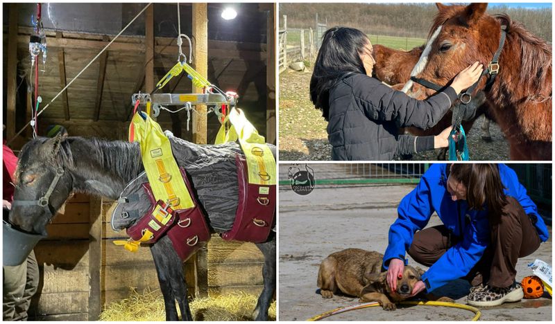 Animalele au fost supuse analizelor, tratate și hrănite corespunzător de către autorități și membrii ONG-urilor.
