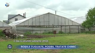 Roșiile țuguiate, posibil tratate chimic