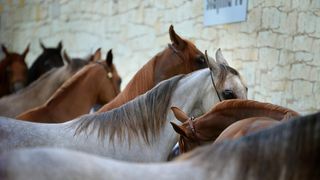 Polițiștii de la  Biroul pentru Protecția Animalelor au fost sesizați  că mai multe cabaline nu sunt îngrijite corespunzător la Hipodromul Ploiești