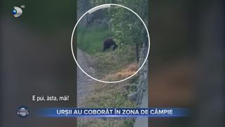 VIDEO- Prezenţa unui urs, semnalată la mai puțin de 10 kilometri de orașul Buzău