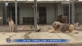 VIDEO- Calvin, patrupedul care a fost salvat de voluntarii din Galați
