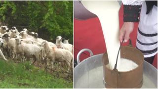 VIDEO - S&acirc;mbra Oilor, tradiție importantă pentru locuitorii Țării Oașului