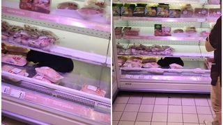 O pisică a fost suprinsă de clienți în vitrina frigorifică a unui supermarket din București.