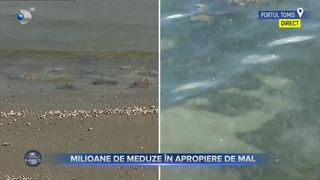 VIDEO- Portul Tomis a fost invadat de meduze din specia &rdquo;aurelia aurita&rdquo;
