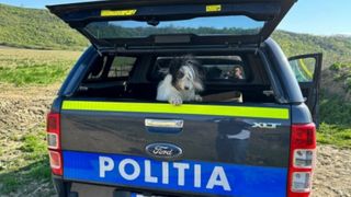 Persoane amendate cu 8.000 de lei, după ce şi-au abandonat câinele într-o comună din judeţul Bacău