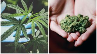 Închisoarea înlocuită cu amenzi pentru consumul propriu de canabis, în România