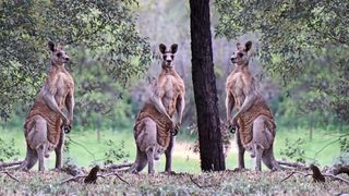 Singurul animal din lume care nu poate merge cu spatele. 