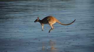 Singurul animal din lume care nu poate merge cu spatele. 