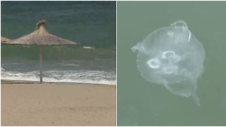 VIDEO - Meduzele și-au făcut apariția pe litoralul românesc